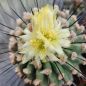 Preview: Copiapoa cinerea var. dealbata / longispina KK 609